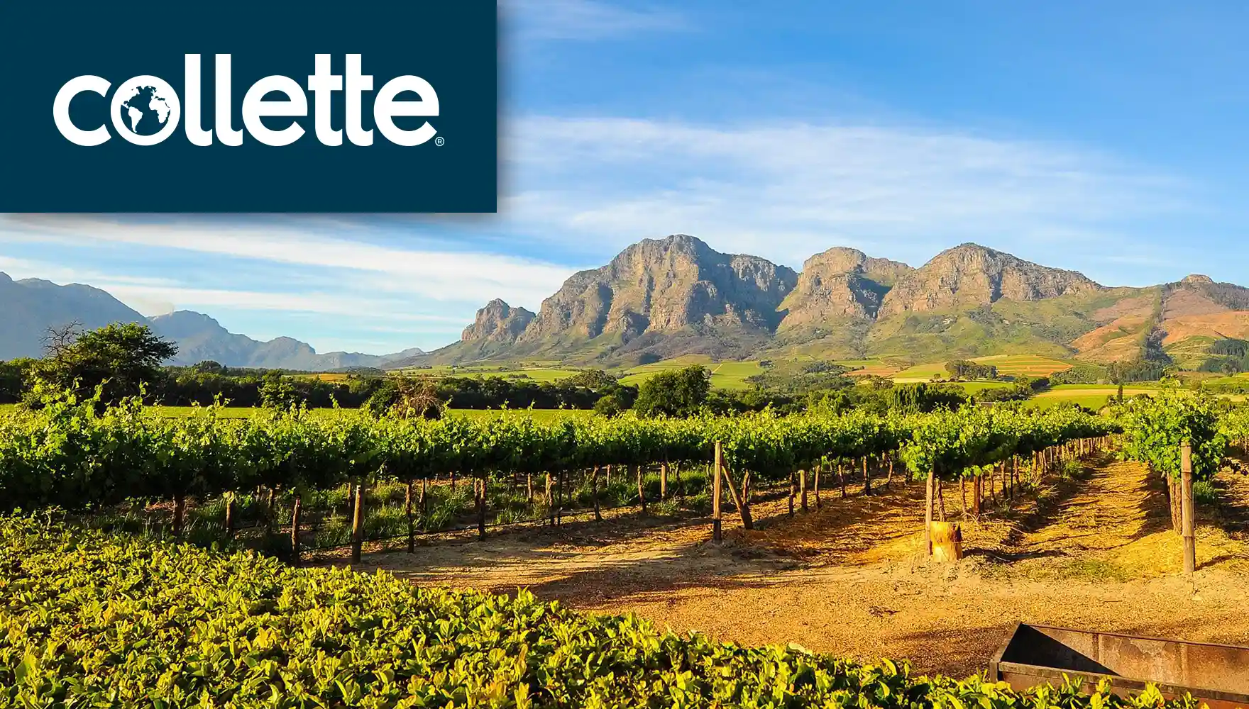 South Africa Vineyard, Cape Fold Mountains | Collette