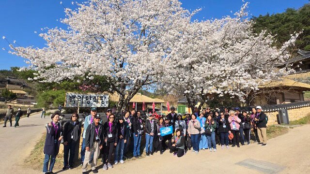 2025 Cherry Blossoms Discover Korea Tour Photo Gallery