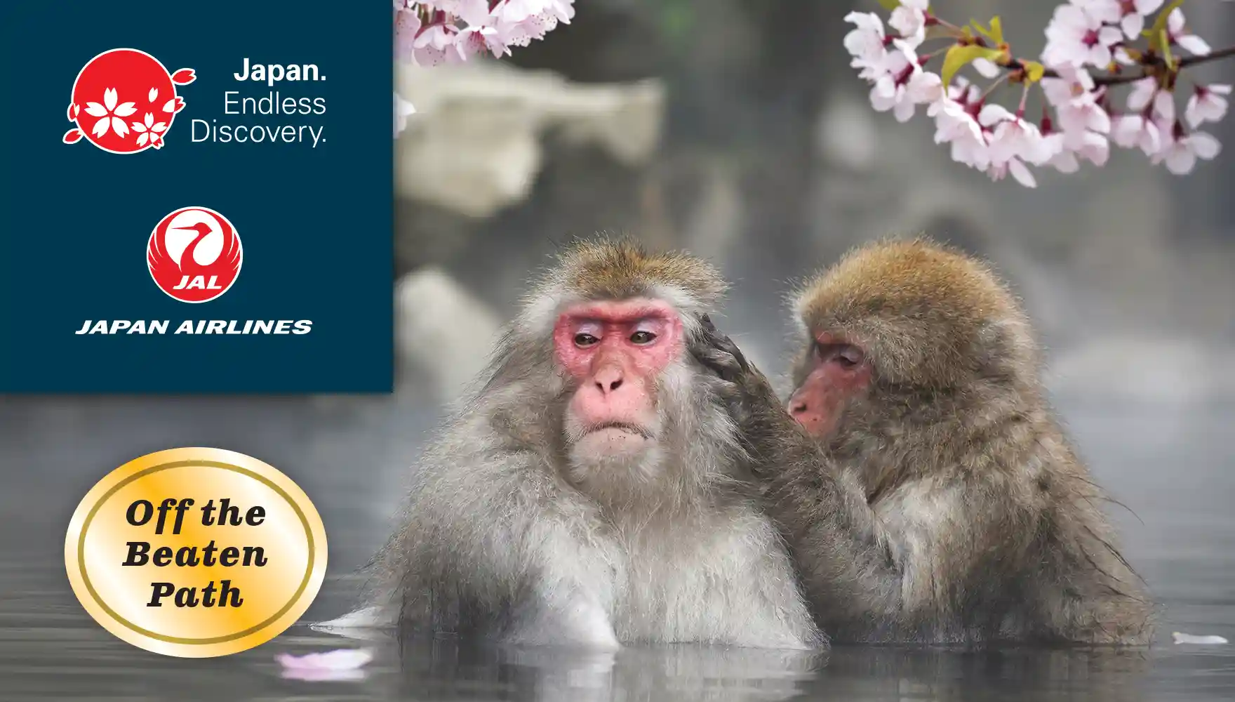 Onsen Monkeys and Cherry Blossoms, Japan | JNTO, Japan Airlines