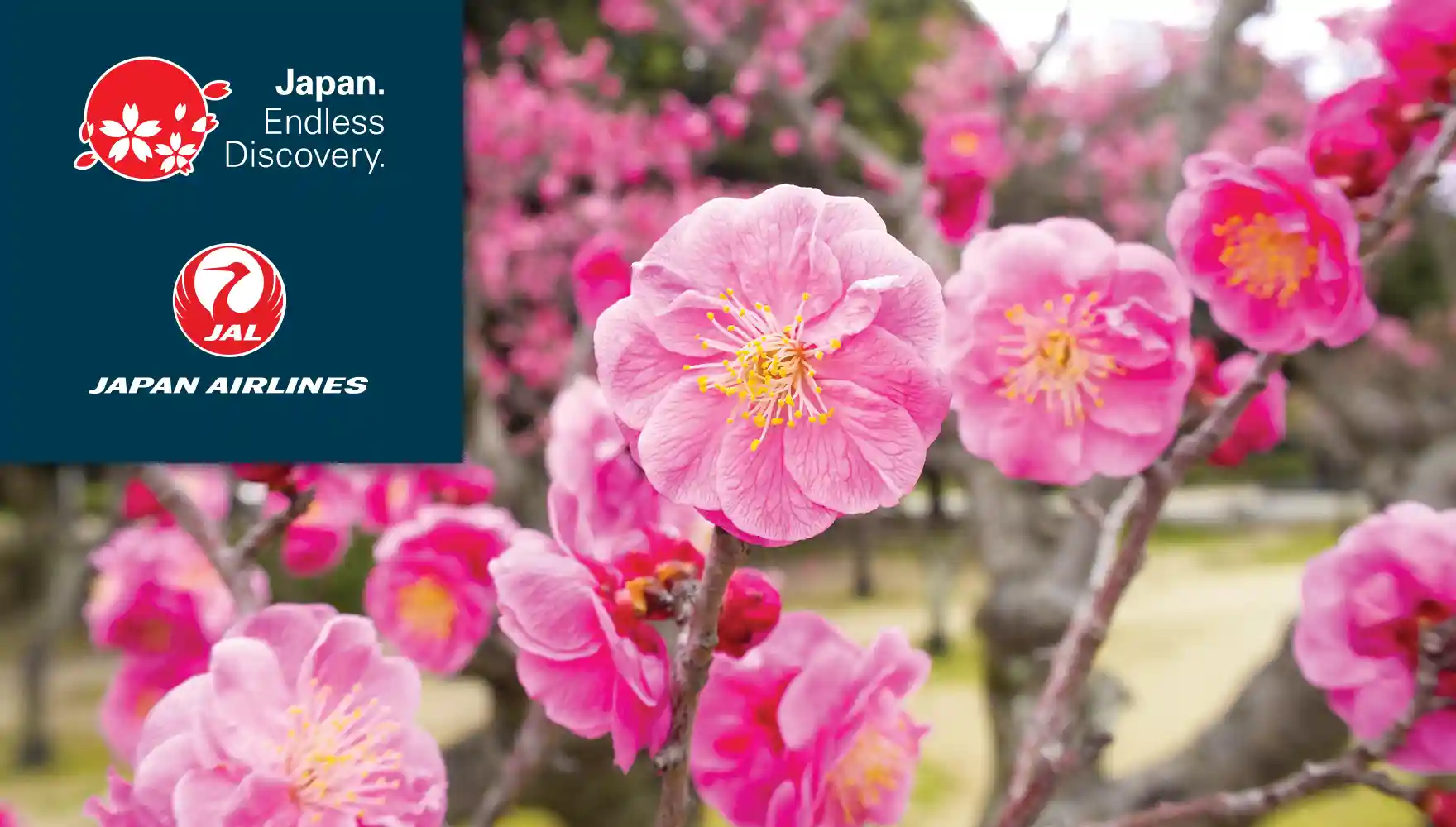Japan Ume Plum Blossoms 1