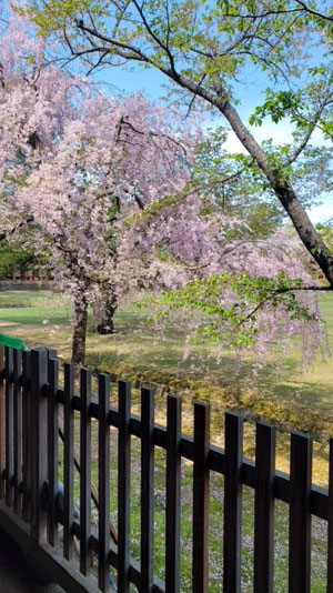 1-Todaiji-Cherry-Blossoms