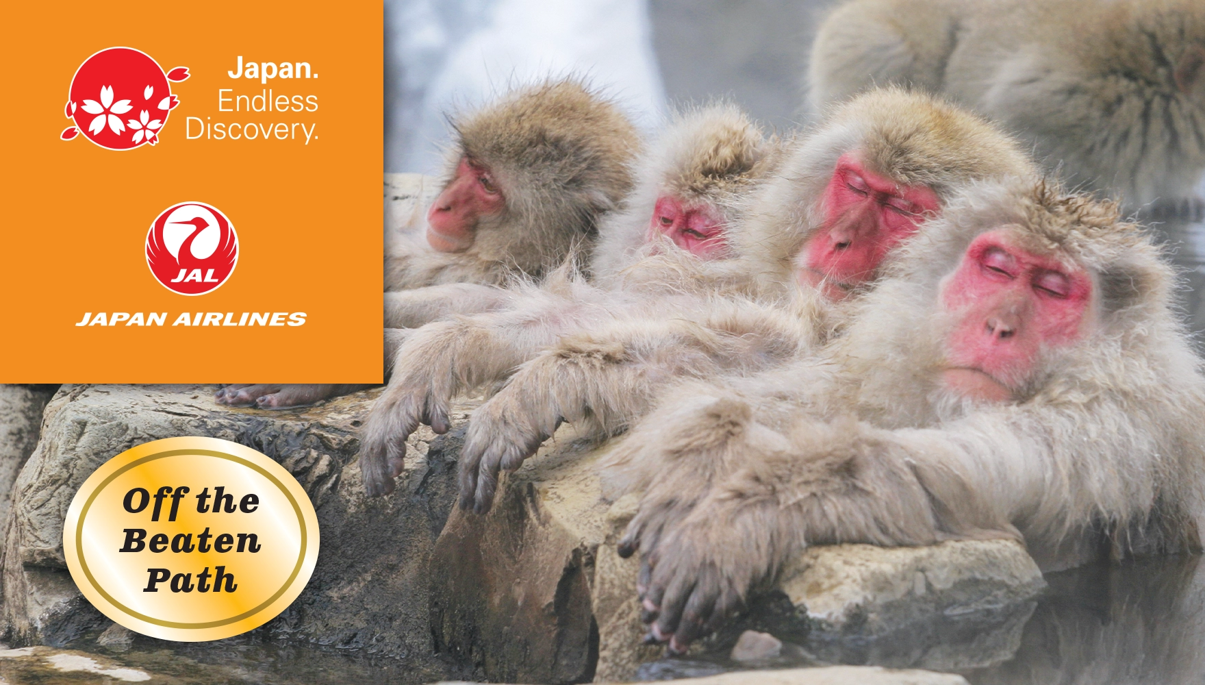 Off the Beaten Path: 2026 Fall Sado Island Tour #1, photo of Snow Monkeys at Jigokudani Monkey Park