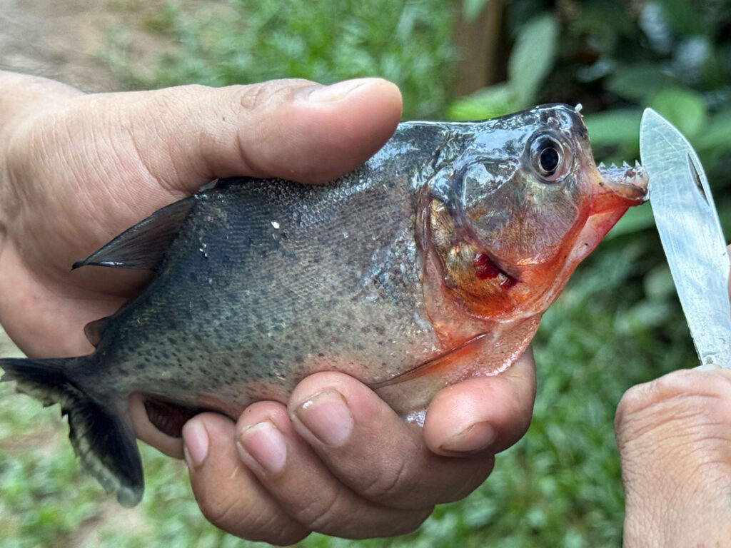 5-Pirahna