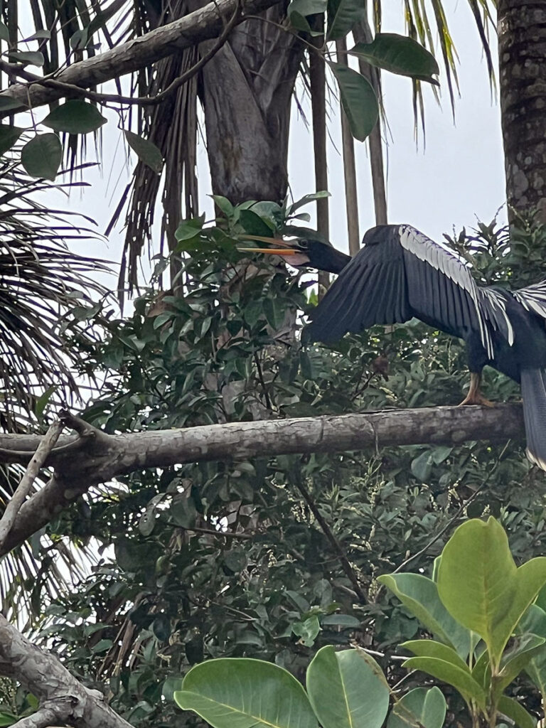 8-Amazon-birds