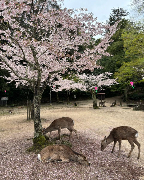 9-Deer