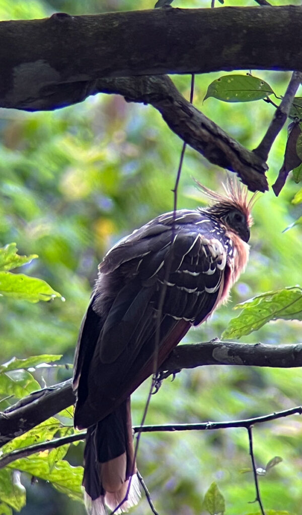 9-amazon-birds