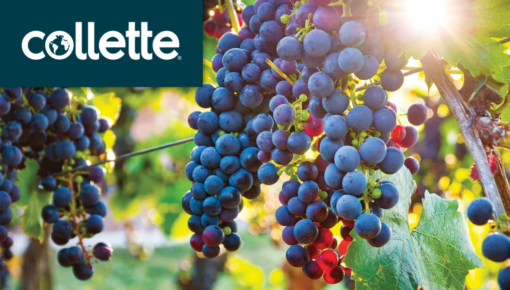 Photo of a Grape Vineyard