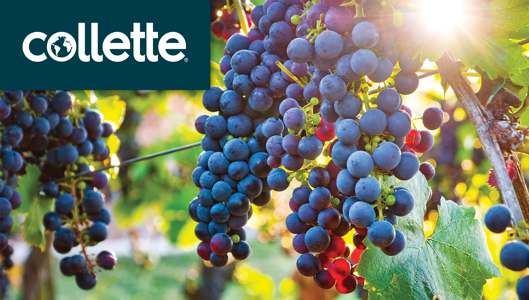 Photo of a Grape Vineyard