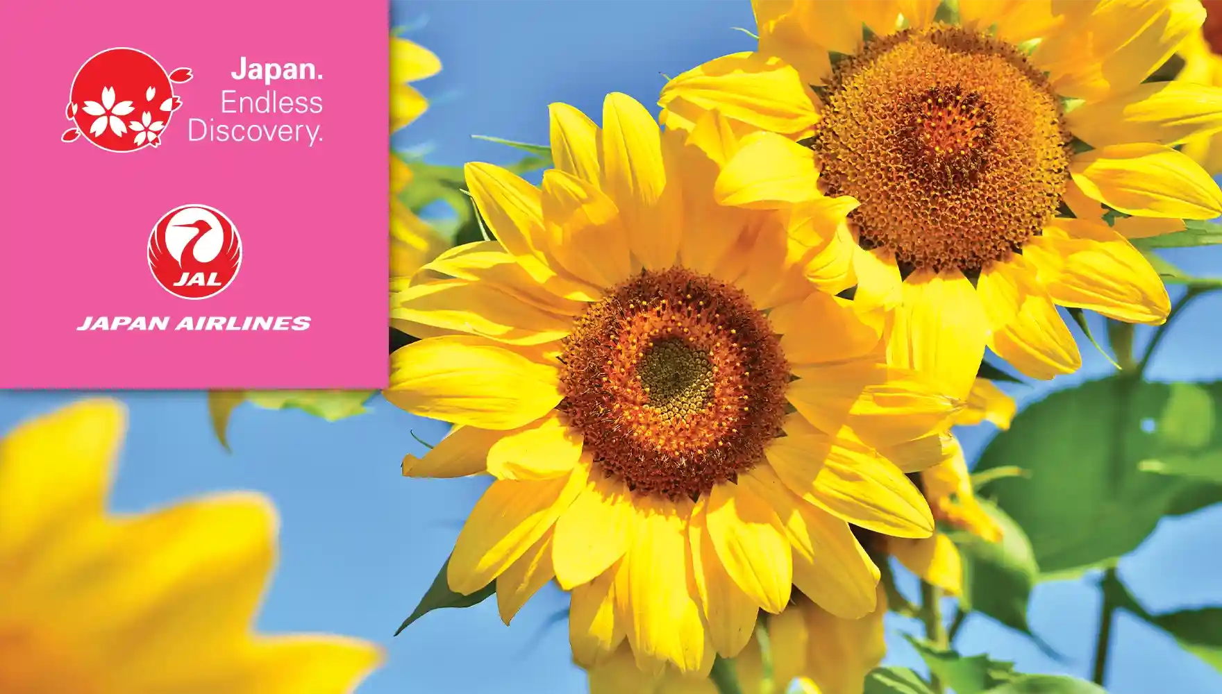 Close-up photo of sunflowers at the Omagari Lakeside Park Sunflower Field in Abashiri