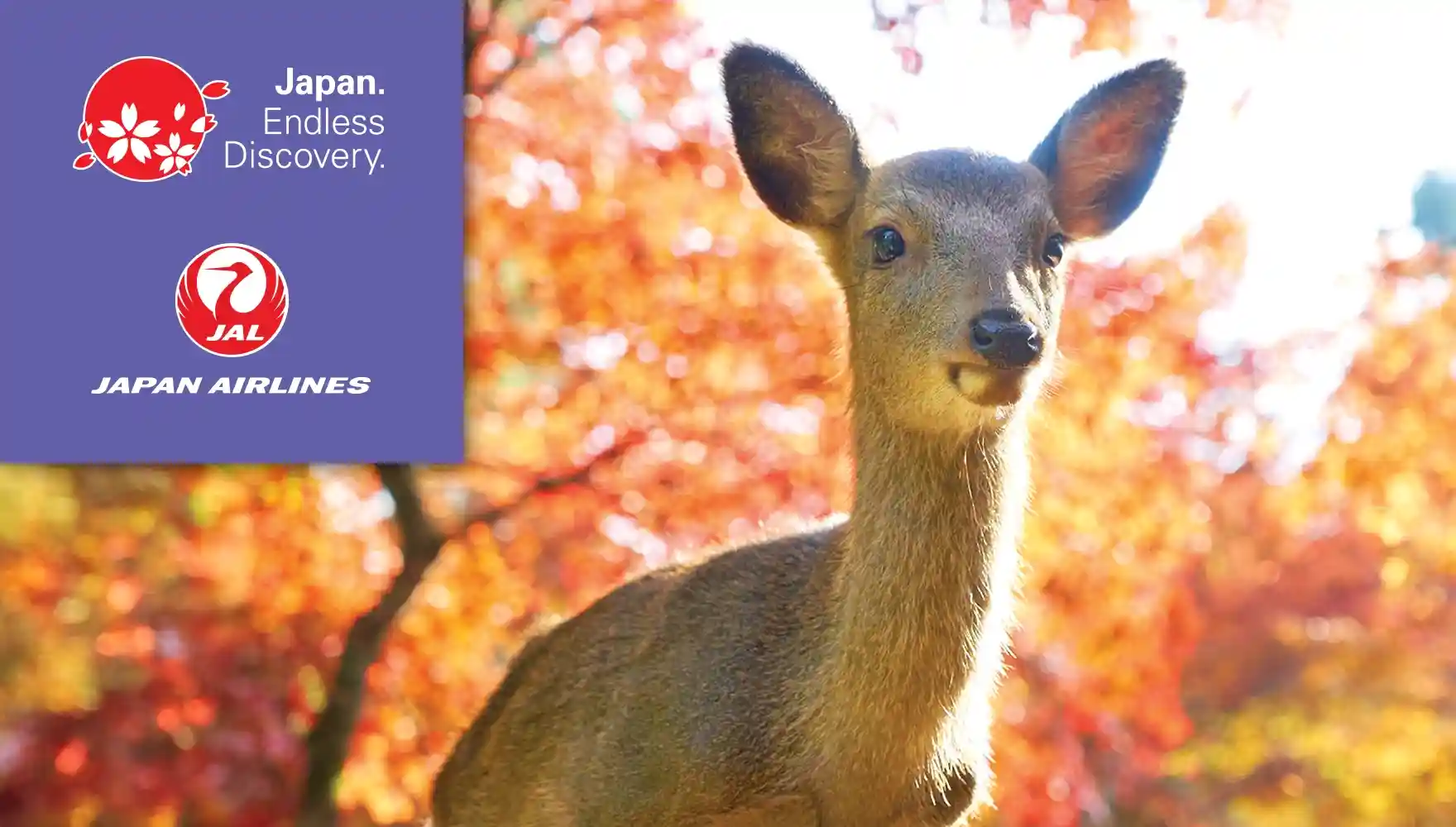 Photo of a deer at Nara Deer Park in Japan