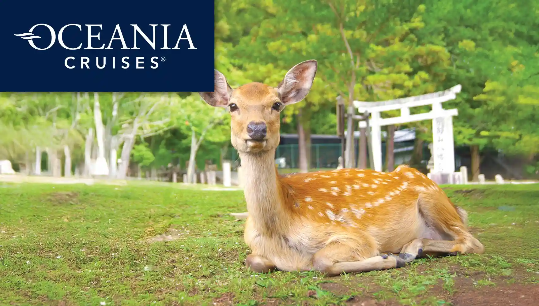 Photo of a deer in Japan with a torii gate in the background