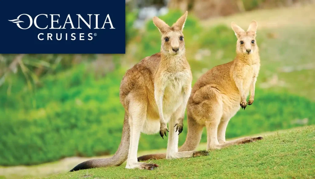 Photo of a couple of Eastern Grey Kangaroos