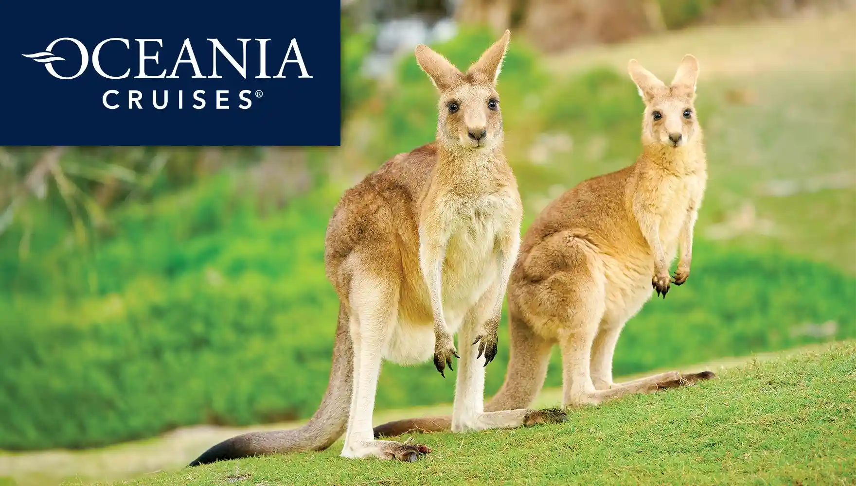 Photo of a couple of Eastern Grey Kangaroos