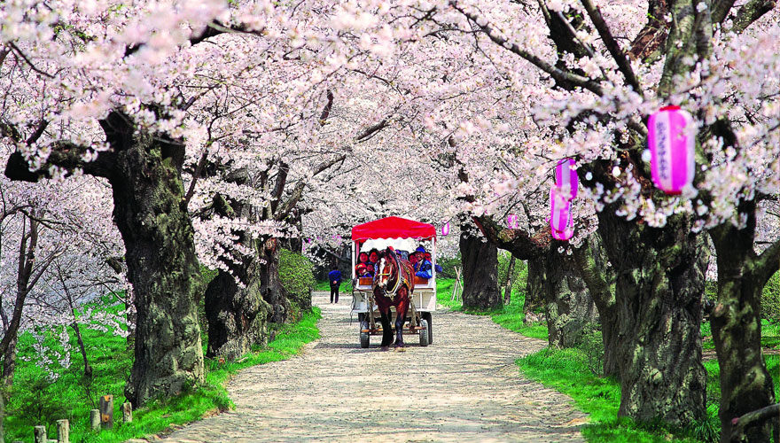 Kitagami Cherry Blossoms, Japan