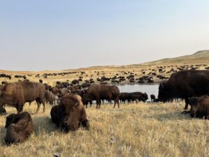 Buffalo safari