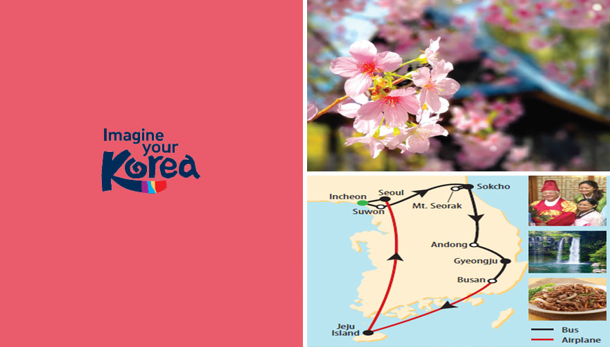 2025 Cherry Blossoms Discover Korea Land Tours NonStop Travel